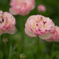 A close up of Ranunculus Pink Picotee