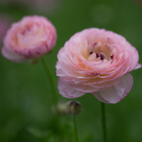 A close up of Ranunculus Pink Picotee