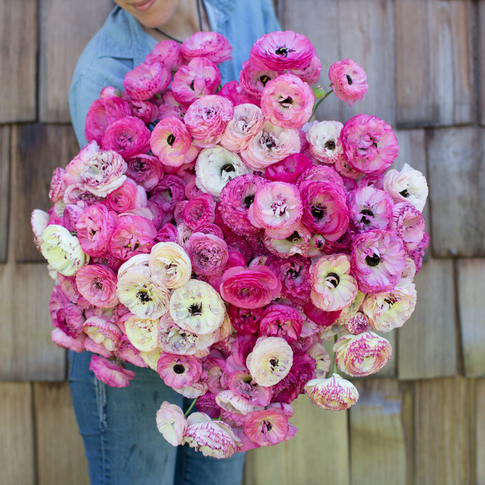 An armload of Ranunculus Pink Picotee