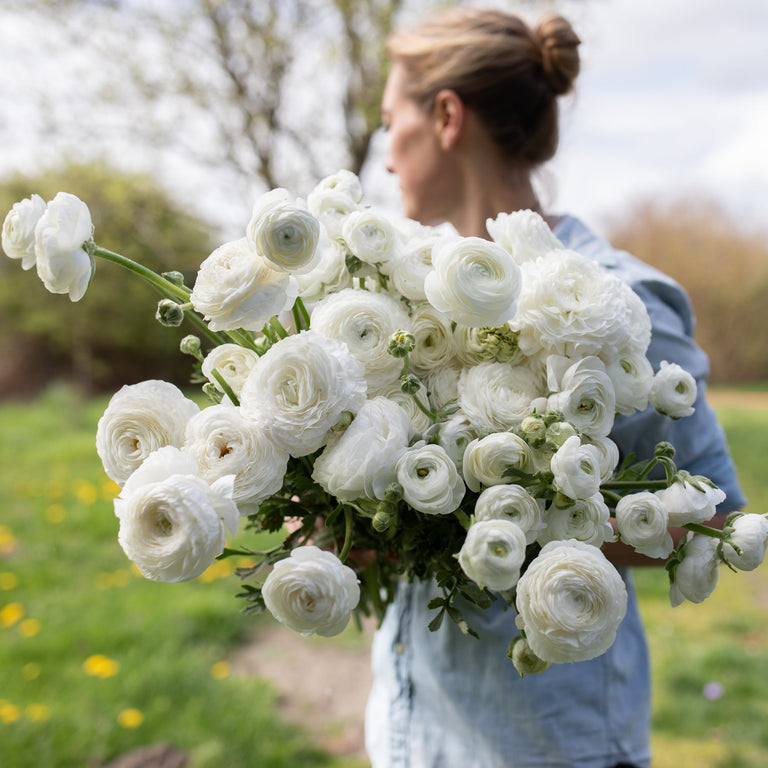 Whtie Ranunculus White Ranunculus Flowers