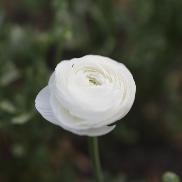 A close up of Ranunculus White