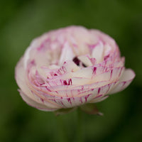 A close up of Ranunculus White Picotee