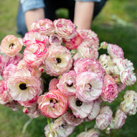 An armload of Ranunculus White Picotee