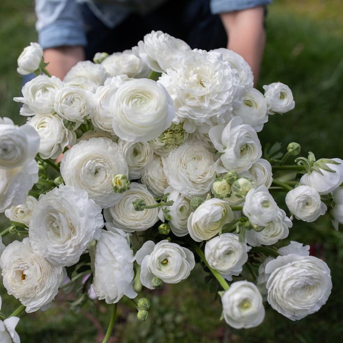 An armload of Ranunculus White