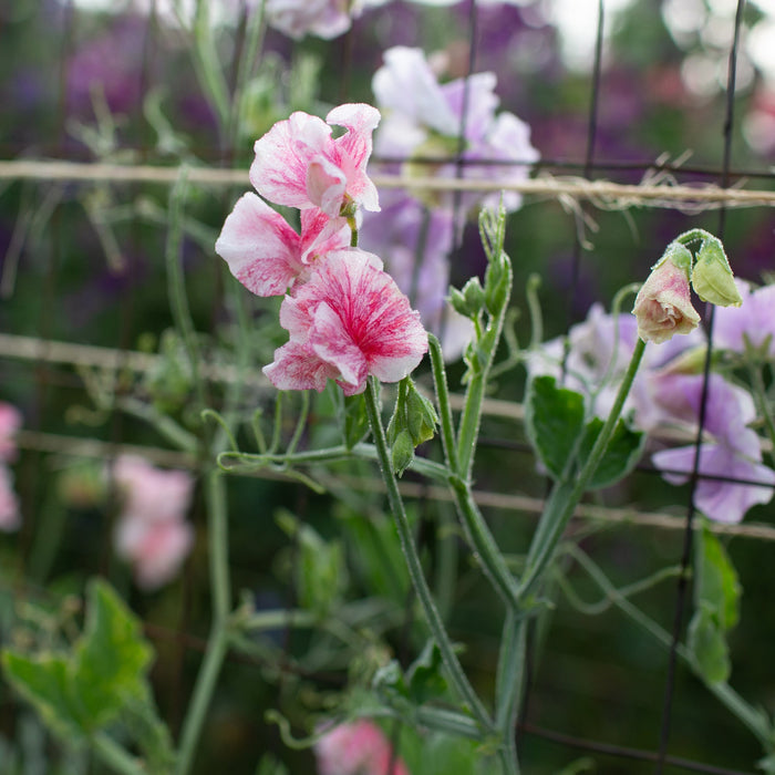 Sweet Pea Raspberry Sweet Pea Raspberry Flake – Floret Library