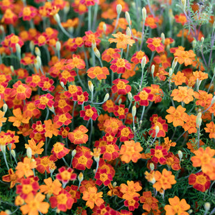 A close up of Marigold Red Gem