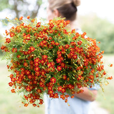 An armload of Marigold Red Gem