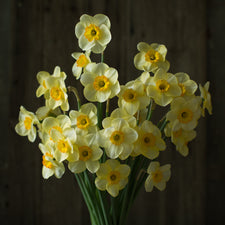 An overhead of Narcissus Ringtone