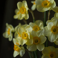 A close up of Narcissus Ringtone
