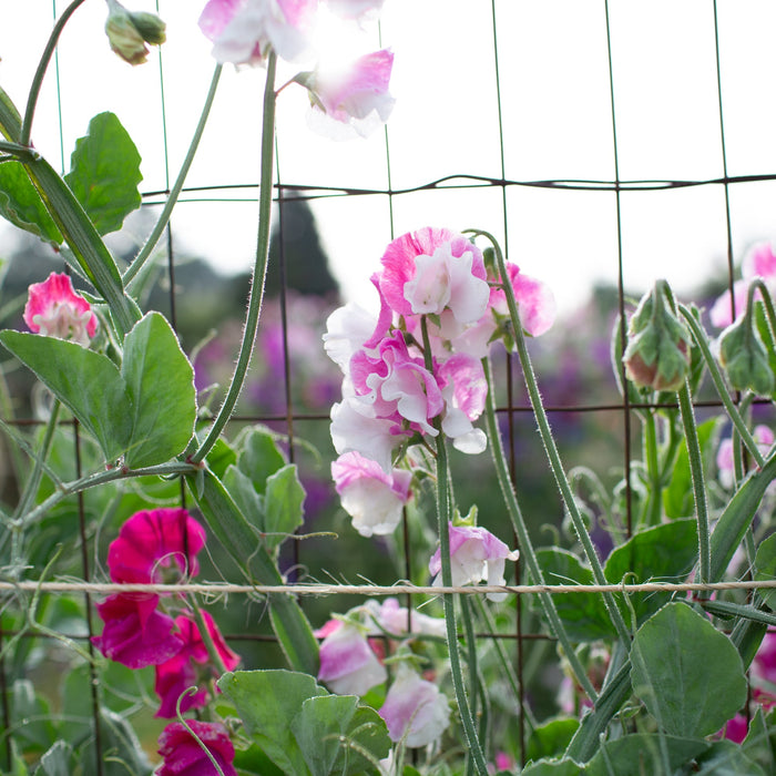 Sweet Pea Route 66 growing in the field