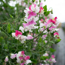A close up of Sweet Pea Route 66