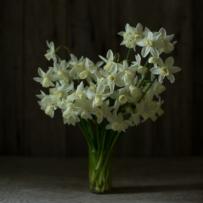 A bouquet of Narcissus Sailboat