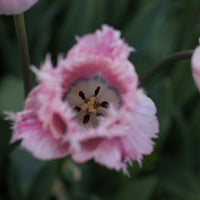 A close up of Tulip Santander
