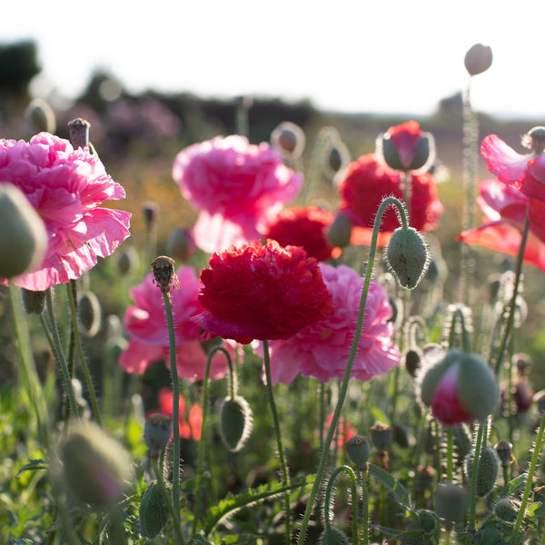 Simley Poppy Shirley Poppy Supreme – Floret Library