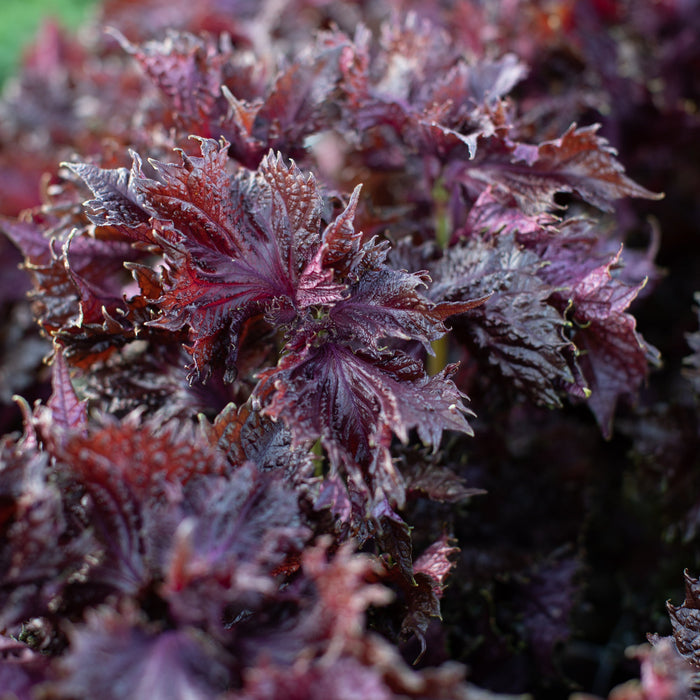 A close up of Shiso Purple Frills