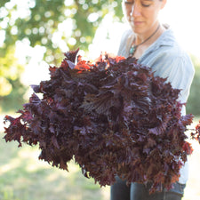 An armload of Shiso Purple Frills