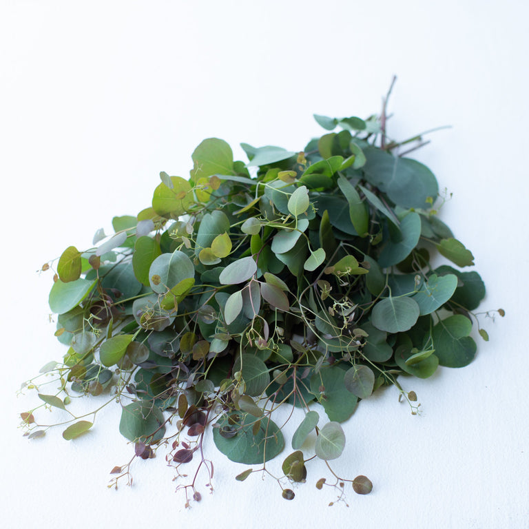 succulent that looks like eucalyptus Eucalyptus Silver Dollar – Floret Library