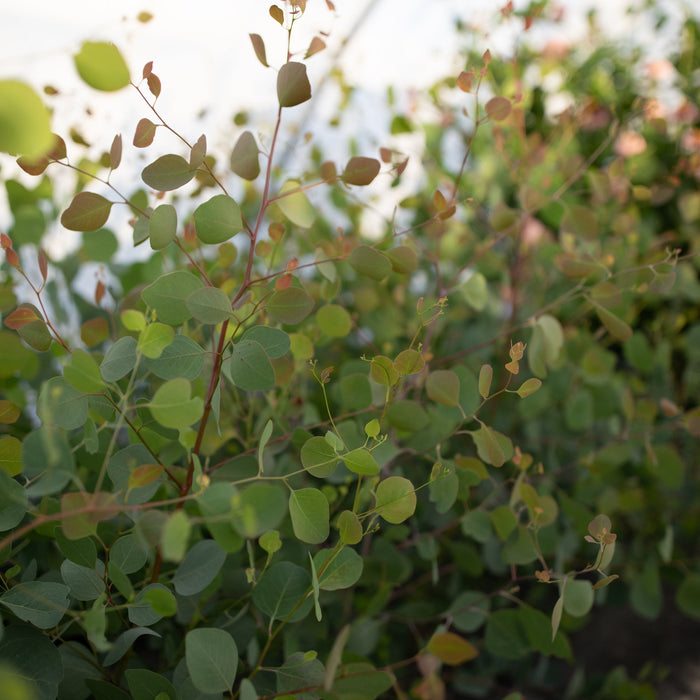 eucalyptus money plant Eucalyptus Silver Dollar – Floret Library