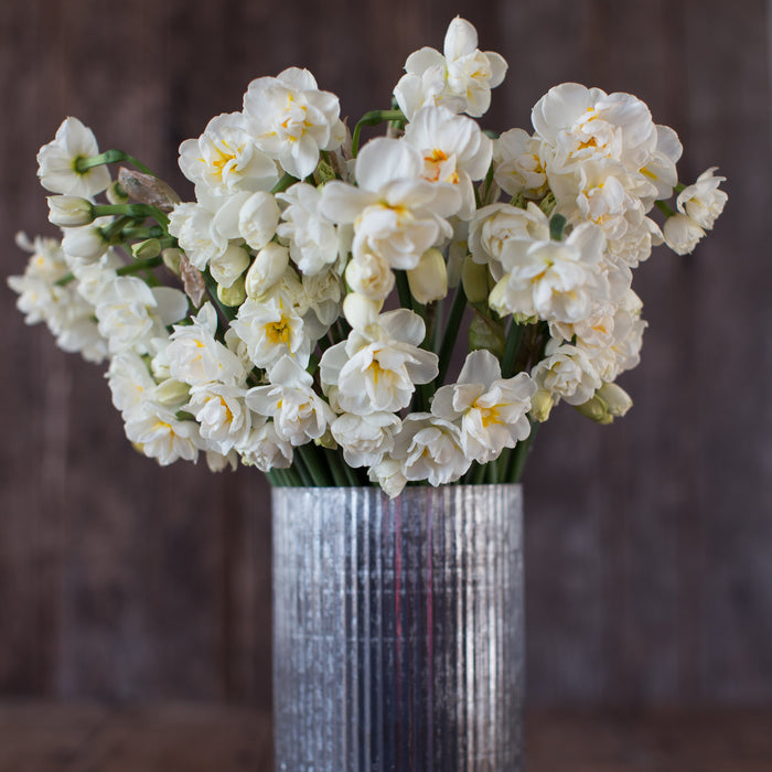 A bouquet of Narcissus Sir Winston Churchill