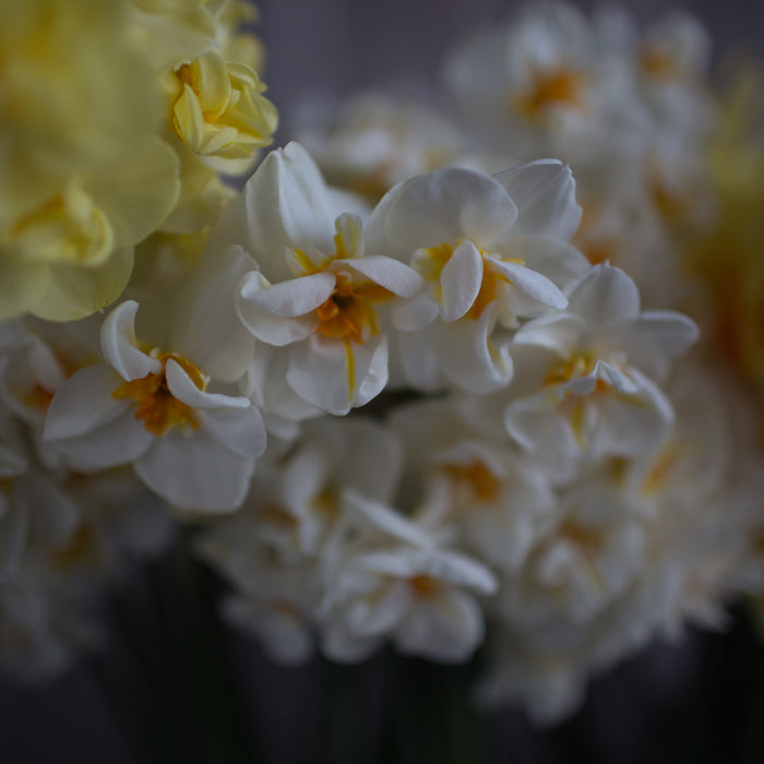 A close up of Narcissus Sir Winston Churchill