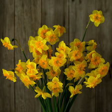 An overhead of Narcissus Slice of Life