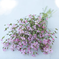 A bunch of Soapwort Beauty Pink