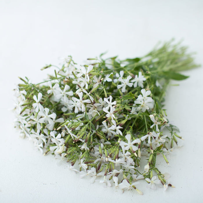 A bunch ofSoapwort Graciella White