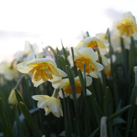Narcissus Sorbet growing in the field