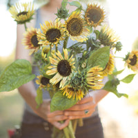A handful of Sunflower Sparky