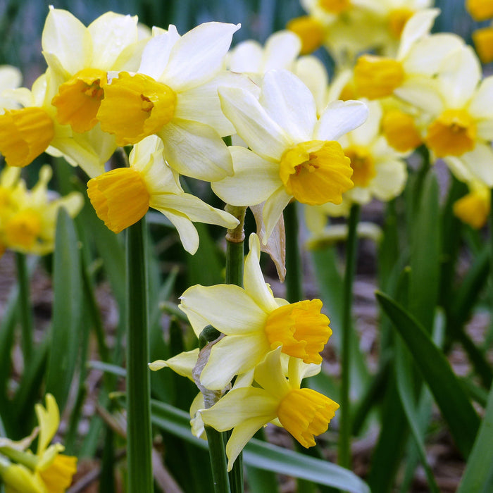 A close up of Narcissus Spring Sunshine