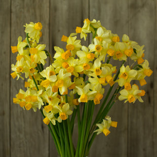 An overhead of Narcissus Spring Sunshine