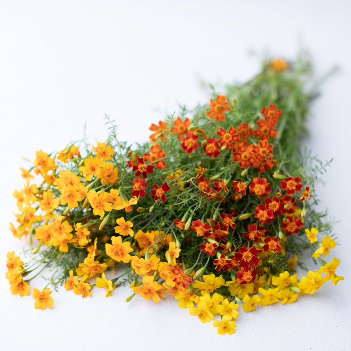 marigold starfire mix seeds Marigold Starfire Mix – Floret Library