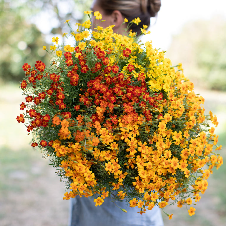 marigold starfire mix seeds Marigold Starfire Mix – Floret Library