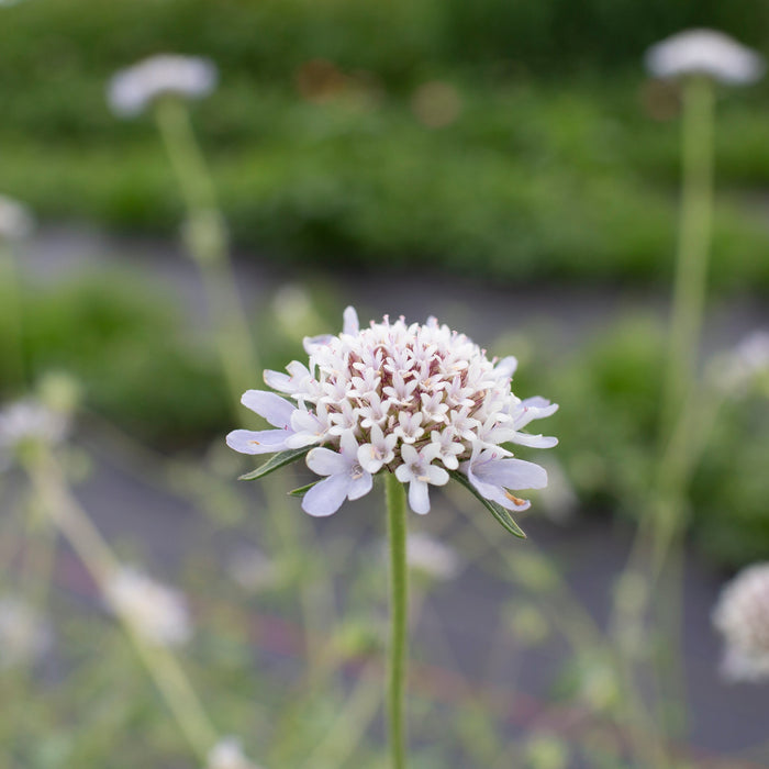 A close up of Pincushion Flower Starflower