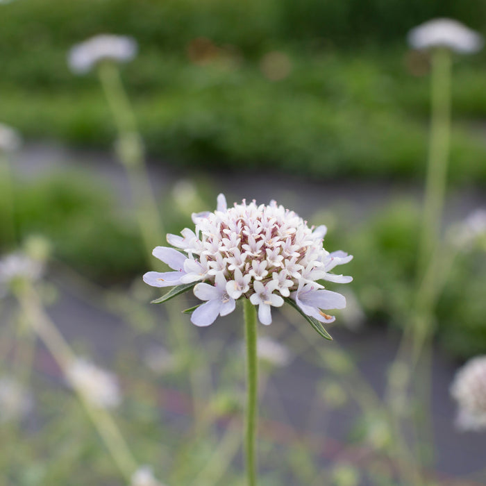 growing pincushion flower from seed Pincushion Flower Starflower – Floret Library