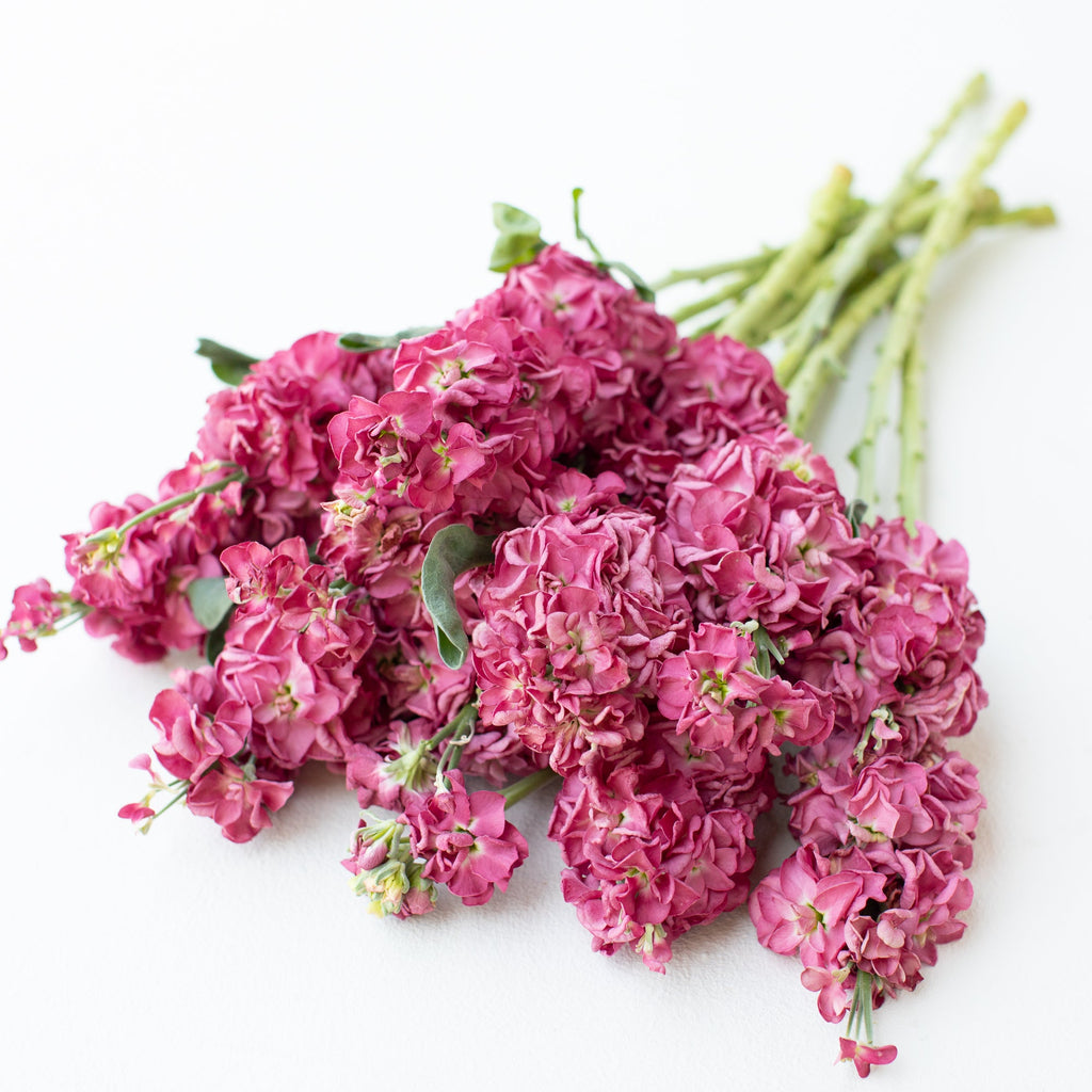 Stock Vintage Brown – Floret Library