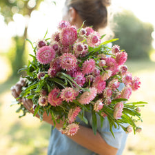 An armload ofStrawflower Candy Pink