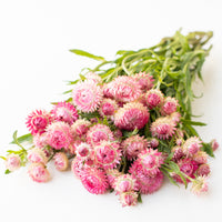 A bunch of Strawflower Candy Pink