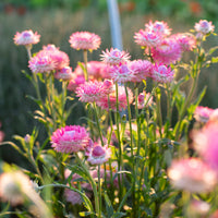 Strawflower Candy Pink growing in the field
