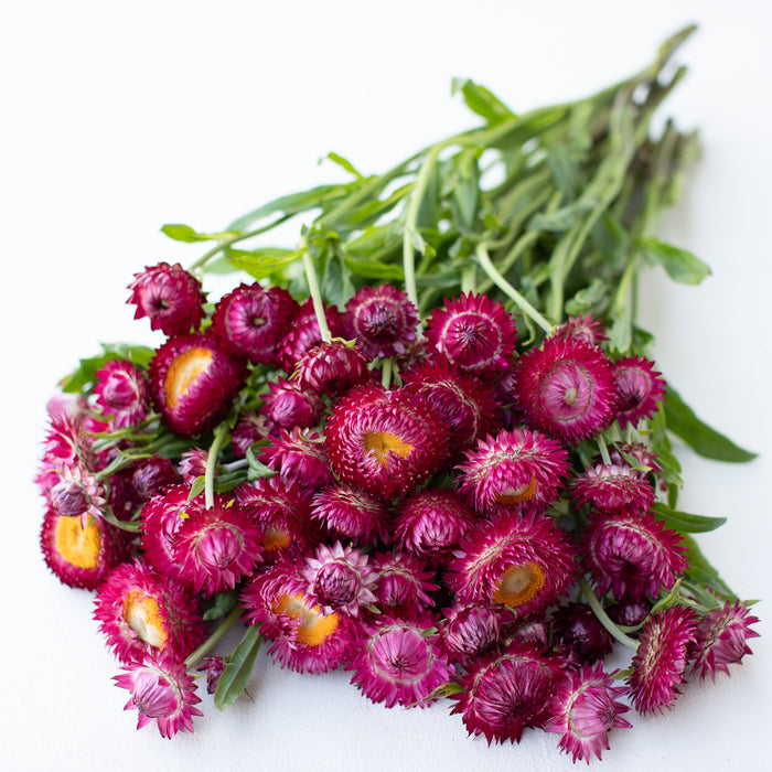 A bunch of Strawflower Pomegranate