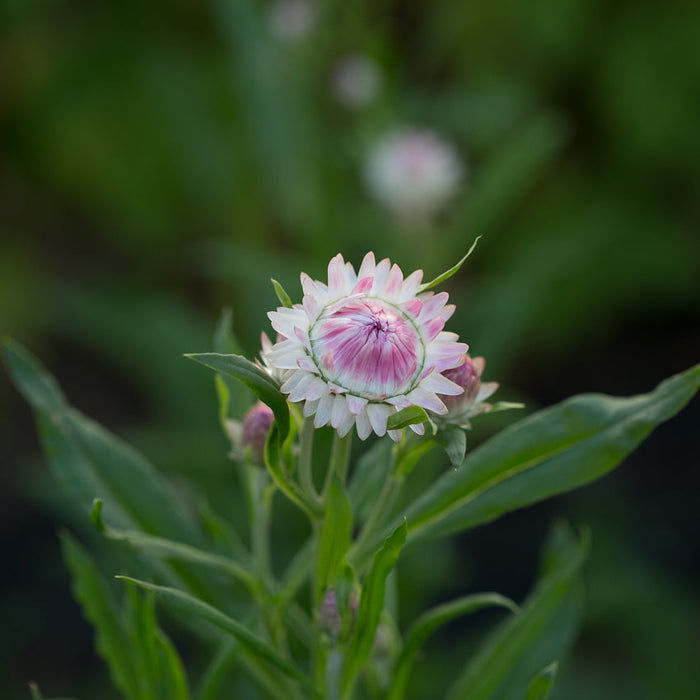 A close up of Strawflower Silvery Rose