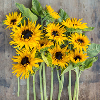 An overhead of Sunflower Frilly