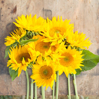 An overhead of Sunflower Pro Cut Gold