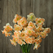 An overhead of Narcissus Sunny Girlfriend