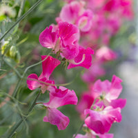 A close up of Sweet Pea Dynasty