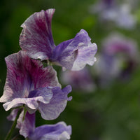 A close up of Sweet Pea Earl Grey