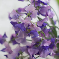 A close up of Sweet Pea Erewhon