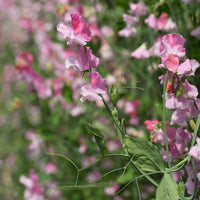 A close up of Sweet Pea Nuance