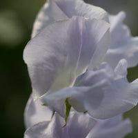 A close up of Sweet Pea Oban Bay