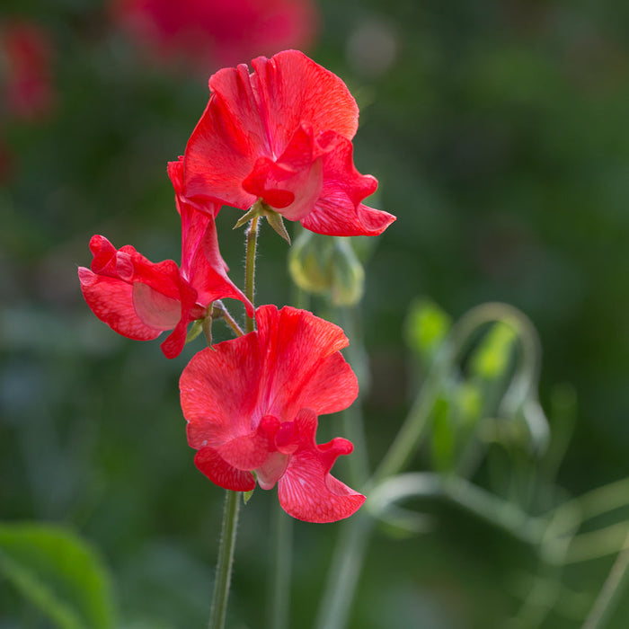 Sweet Pea Raspberry Red Flower Sweet Pea